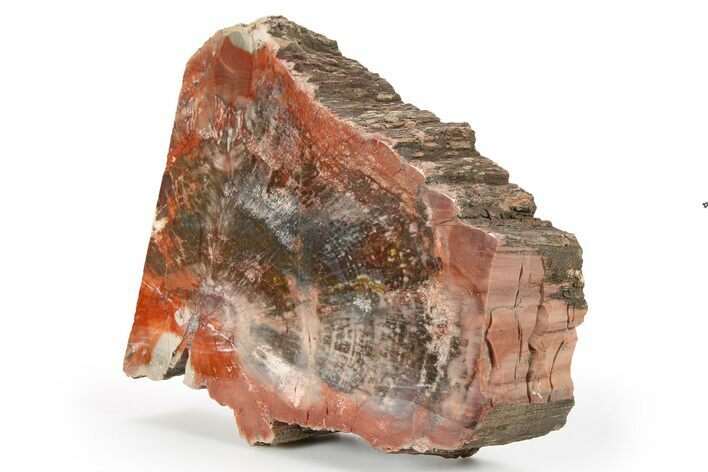 Colorful, Petrified Wood (Araucarioxylon) Stand-up - Arizona #263857